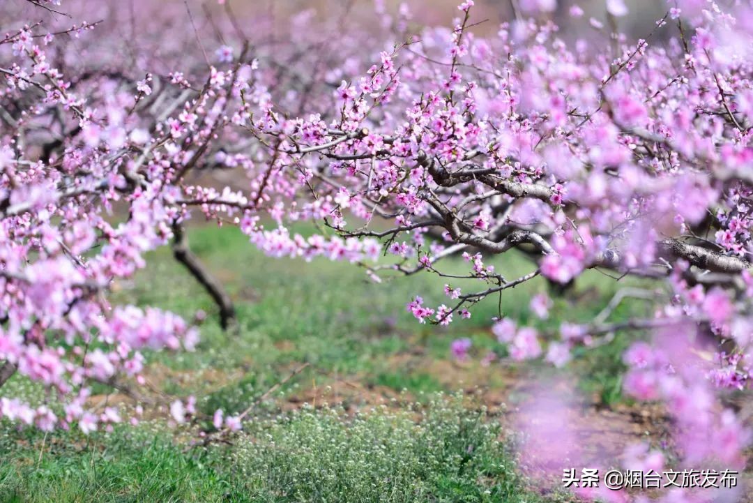 春风十里，烟台赏花走起！