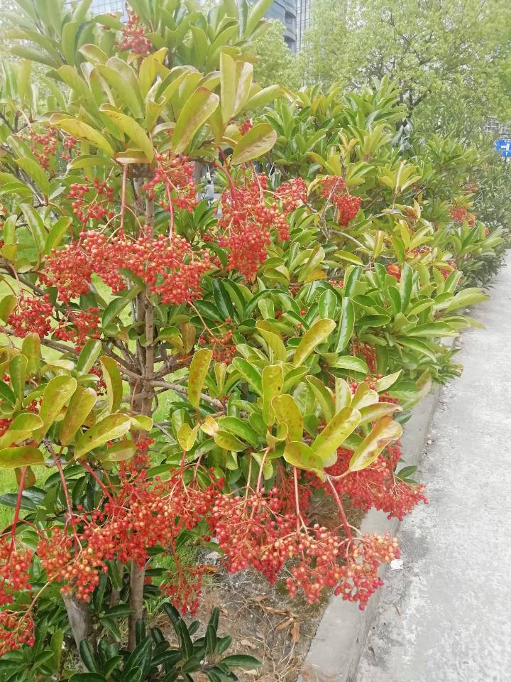 天然红珊瑚树图片
