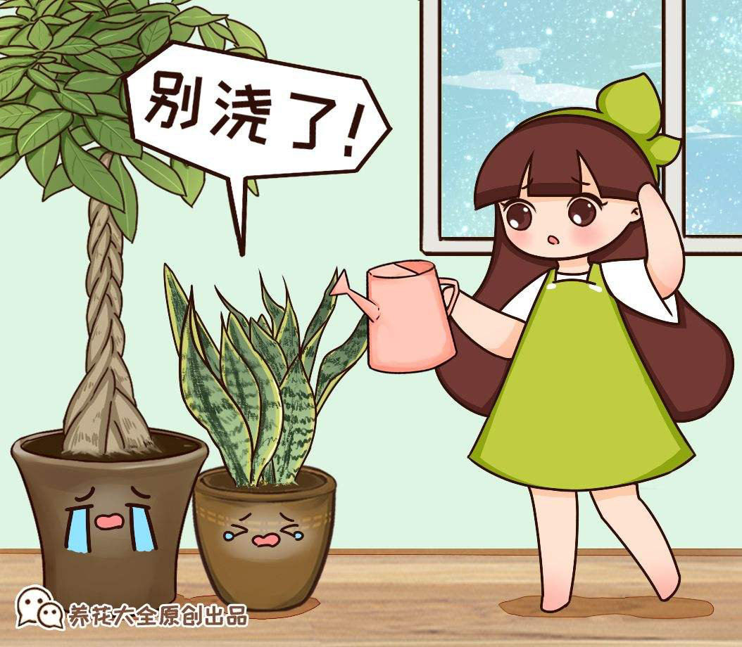 花的種植,花的種植方法和過程