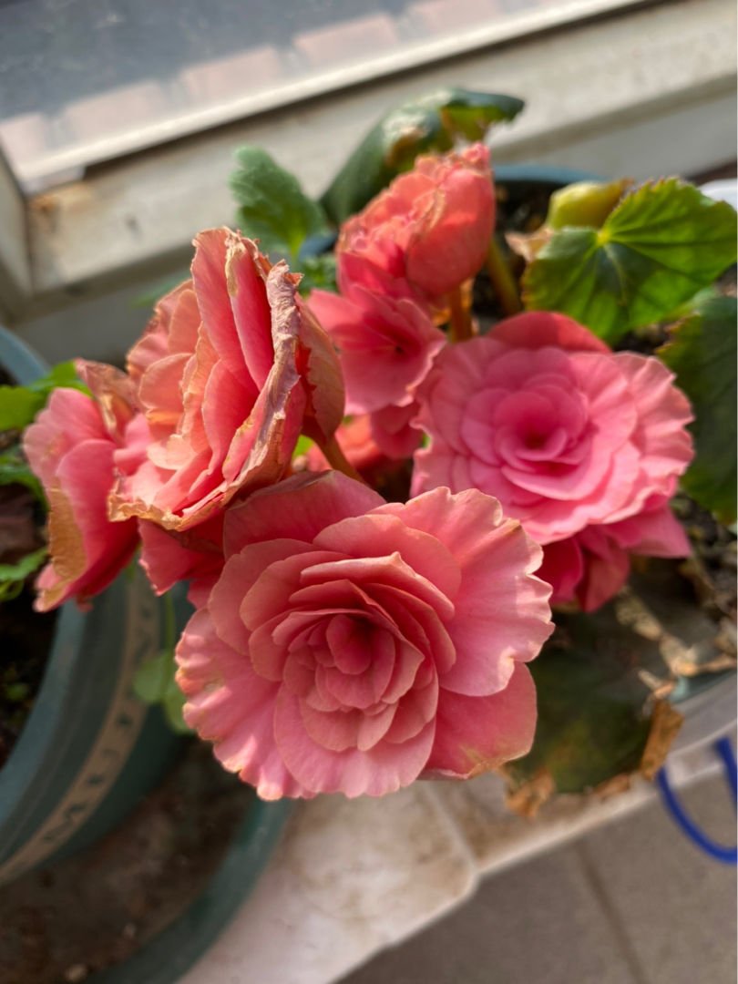 春天逛花市 5种花千万别买 买了就吃亏上当 天天看点