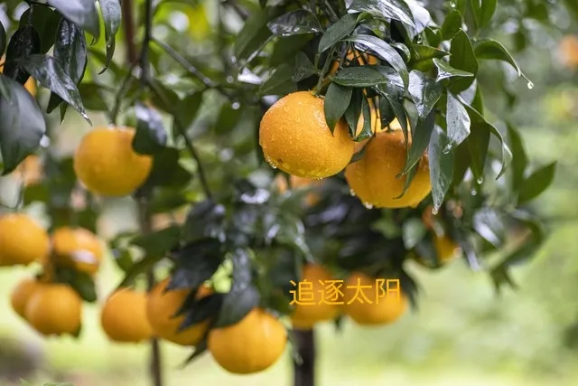 活成一棵树,不做一根藤
