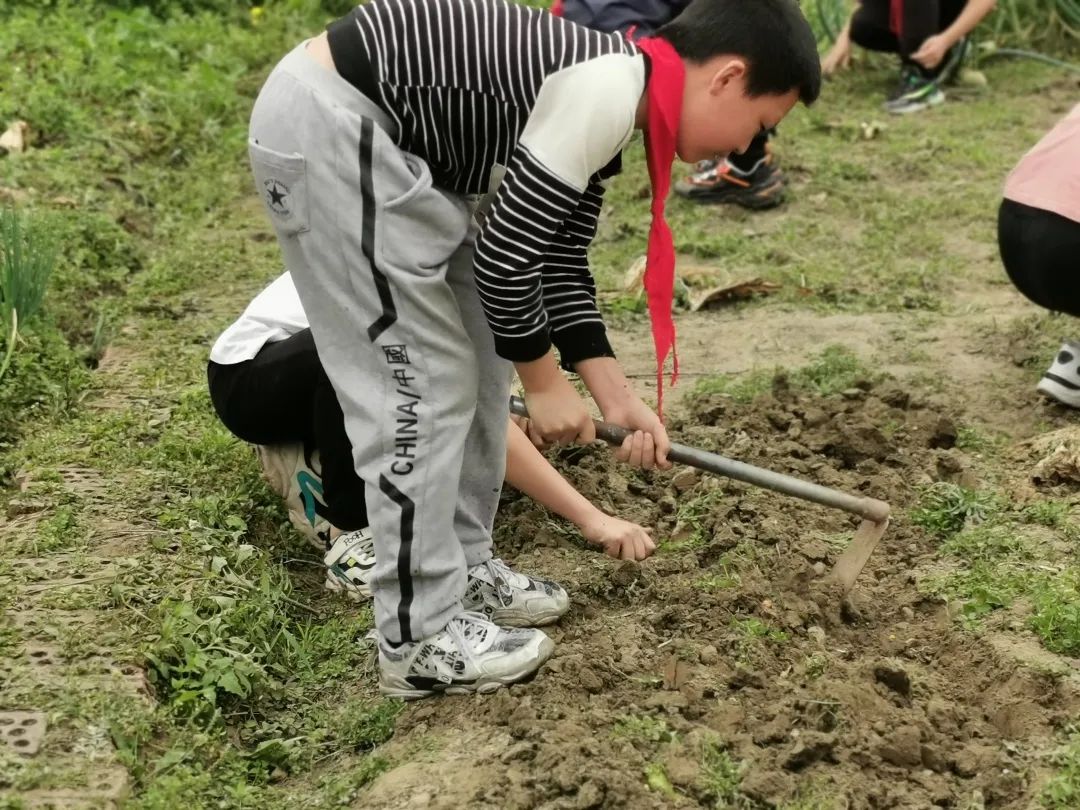 天府新区大林小学开展“春耕节”和“春意VS烟火”劳动实践活动