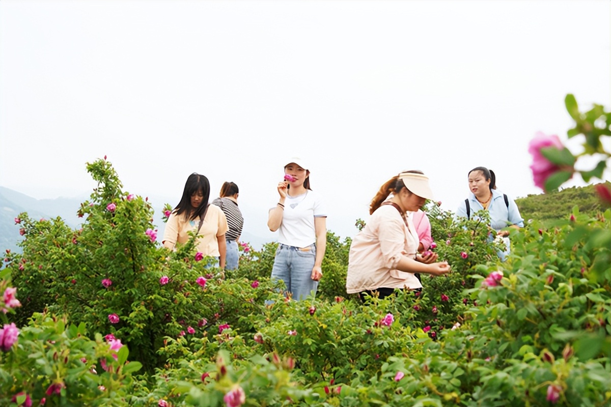 新州镇五里墩村将玫瑰花产业继续扩大种植规模,探索"花卉 乡村旅游"