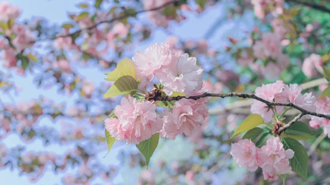 江苏这7位学霸：同年考入同所大学，同获省级表彰，全部进入985深造！