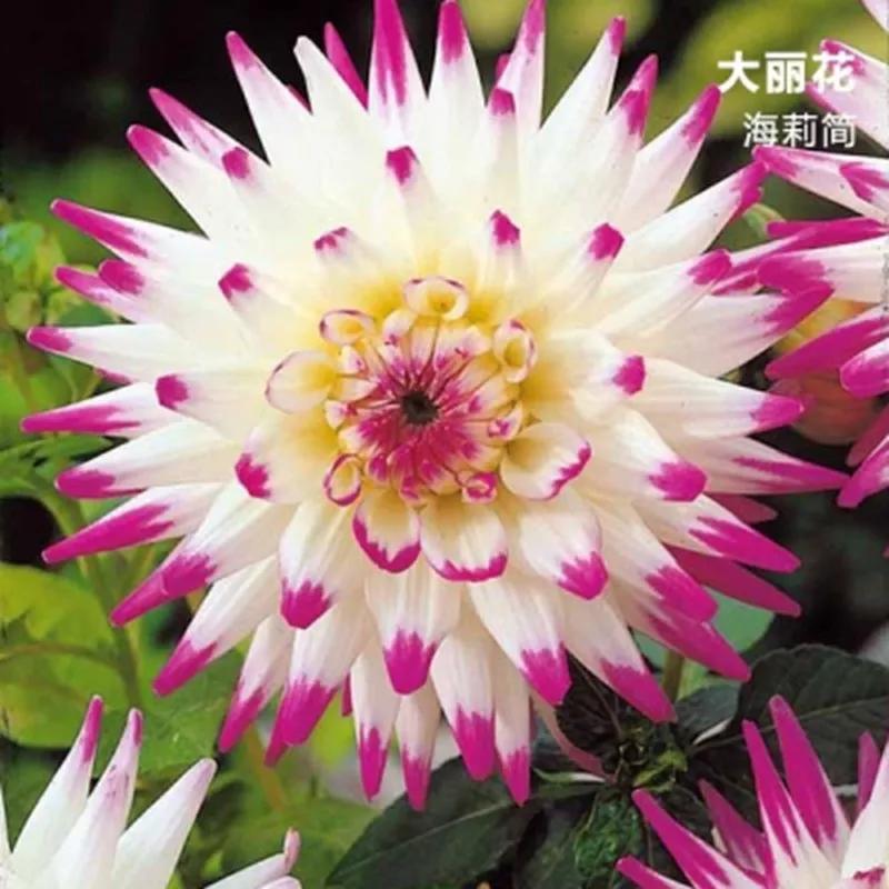 花朵美图｜温柔甜美的初吻、大丽花、耧斗菜花朵合集160张