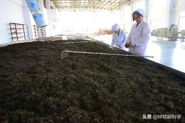 1克普洱熟茶5亿枚细菌？喝普洱等于喝脏水？普洱茶到底能不能喝？