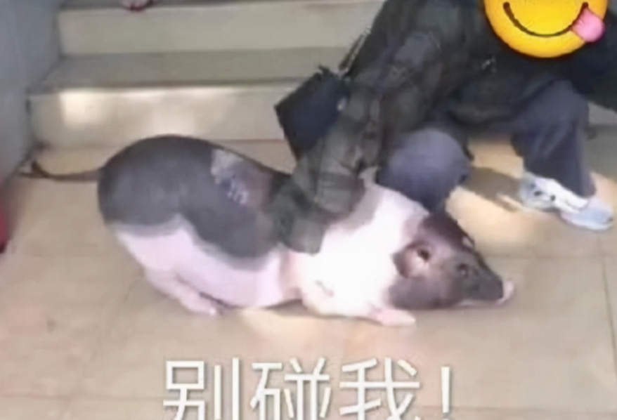 大学“最穷酸宿舍”排名，红砖房+空中吊床+24人间，学生看呆了