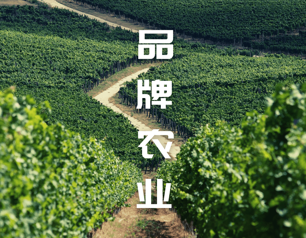 农业主管领导收藏：区域公用品牌由政府主导，主导啥？