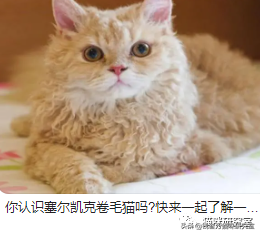 买猫防坑指南3：猫的价格规律，和三十种常见品种猫的合理价格