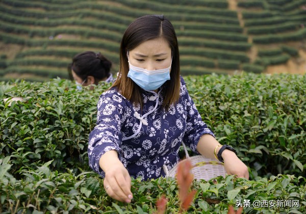 城固：春到茶山景如畫