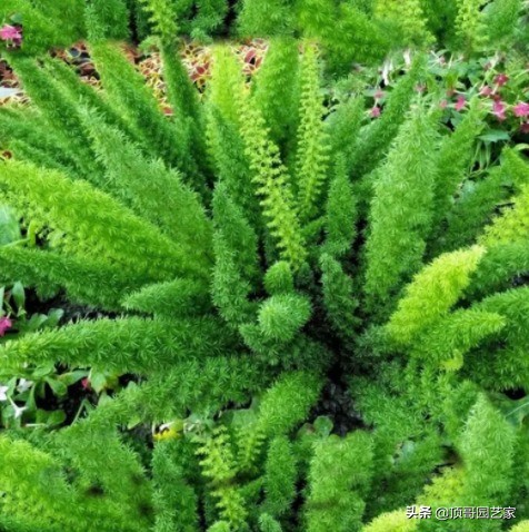 观赏草品种大全（6种高颜值观赏草详细介绍）