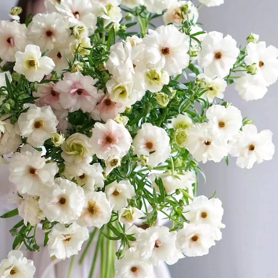 花朵美图｜温柔甜美的初吻、大丽花、耧斗菜花朵合集160张