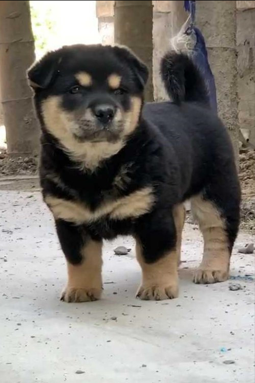 中華田園犬品種圖鑑 貓狗營養師 Mdeditor