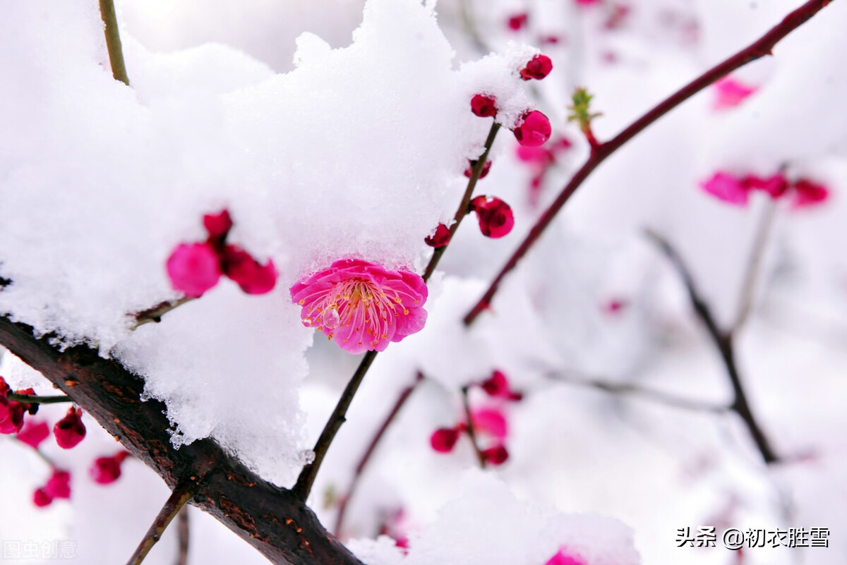 迎年雪梅明丽诗词七首：雪里开花白于雪，雪里梅花次第开