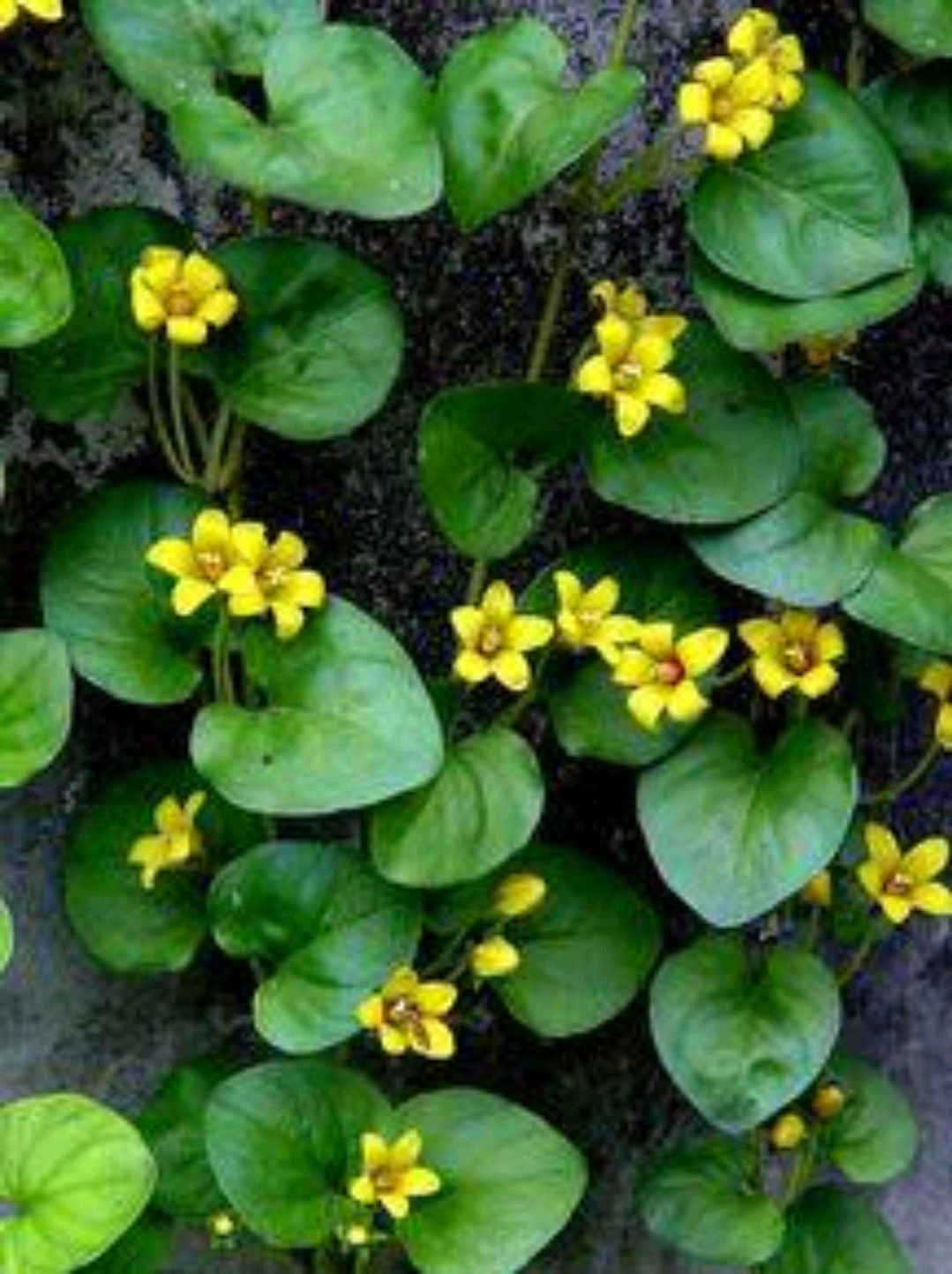 过路黄是一种什么样的植物?