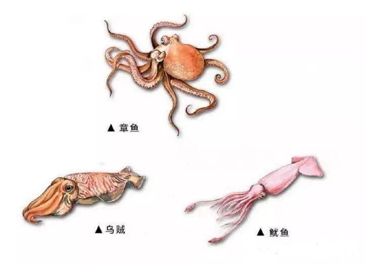 如何区分章鱼、墨鱼、鱿鱼、八爪鱼？它们有什么不同