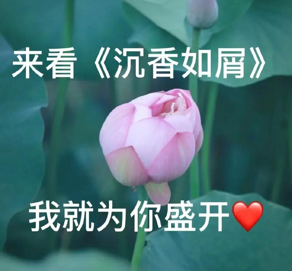 景气丨刘诗诗刘宇宁合作新剧再夺冠，杨紫成毅《沉香如屑》狂涨