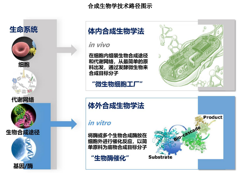 红杉、高瓴重注的赛道，一家市值不到50亿的合成生物学潜力新星