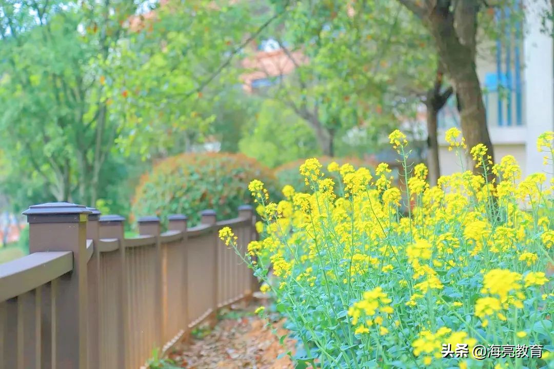 注意！前方一大波春日校园美景来袭