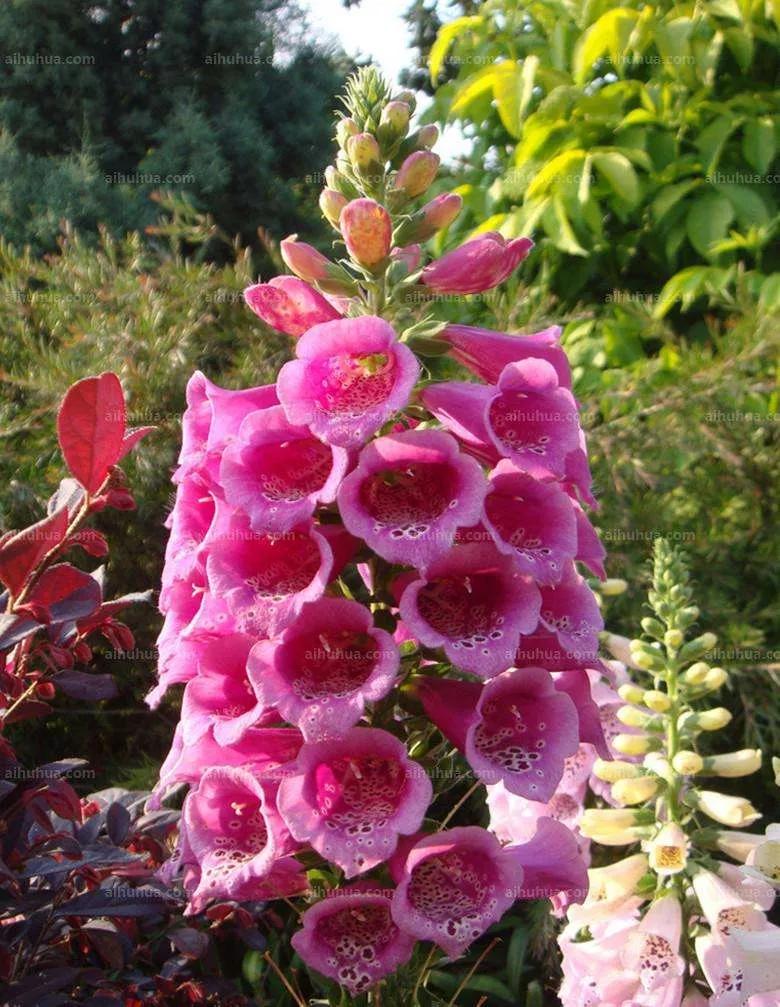 花朵美图｜温柔甜美的初吻、大丽花、耧斗菜花朵合集160张
