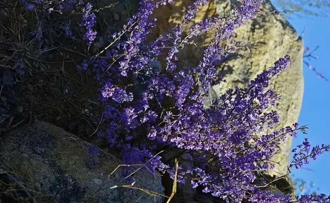 春游踏青，這些植物千萬別碰！
