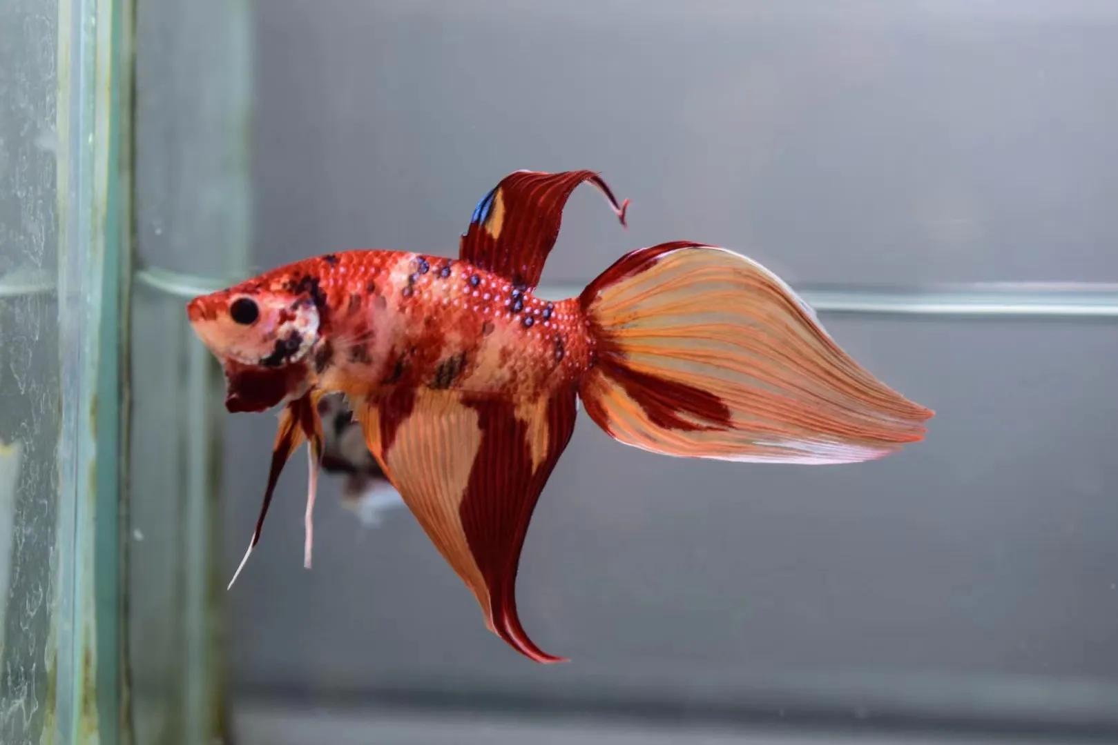 泰国斗鱼品种简介马尾斗鱼