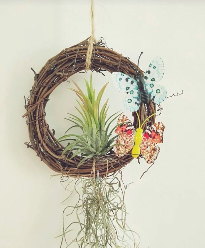 全网最火的12种高颜值绿植，杀手or圣手，就看这篇了