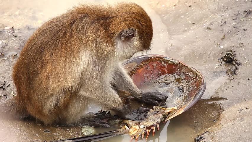 印度猴子如此泛滥，为何中国培育的实验猴，为啥美国抢着要？