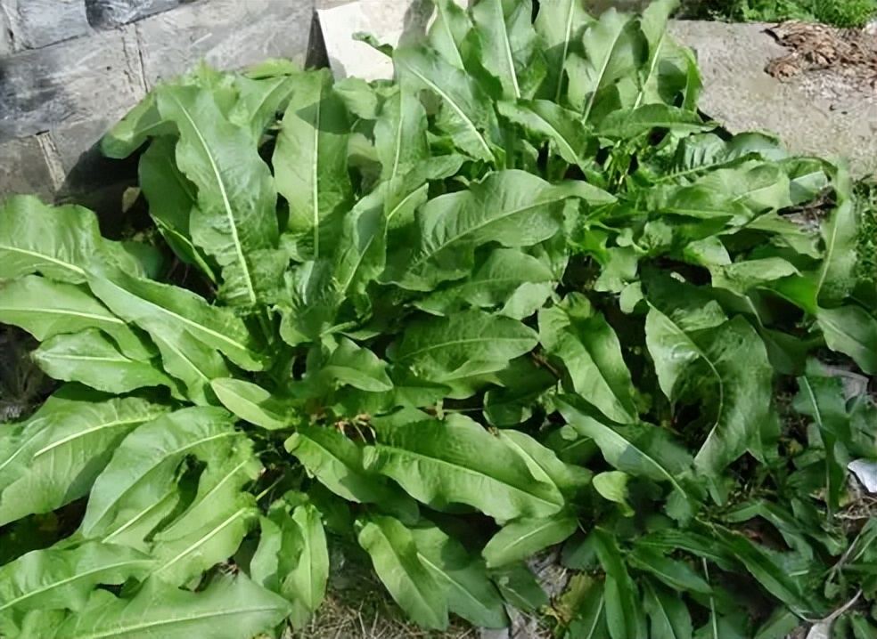 牛都不吃的"野菠菜",为何古人叫它"金不换",拿金子也不换?