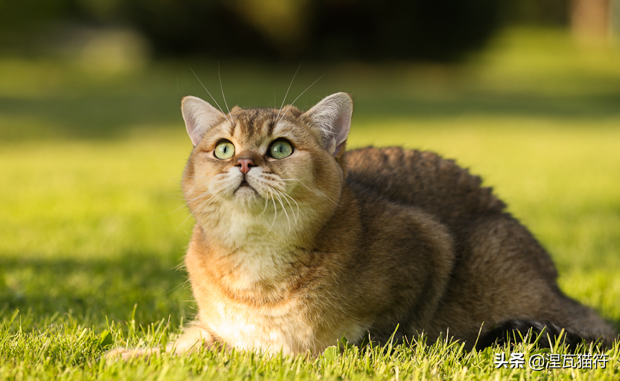 英国短毛猫丨金渐层（黑金）