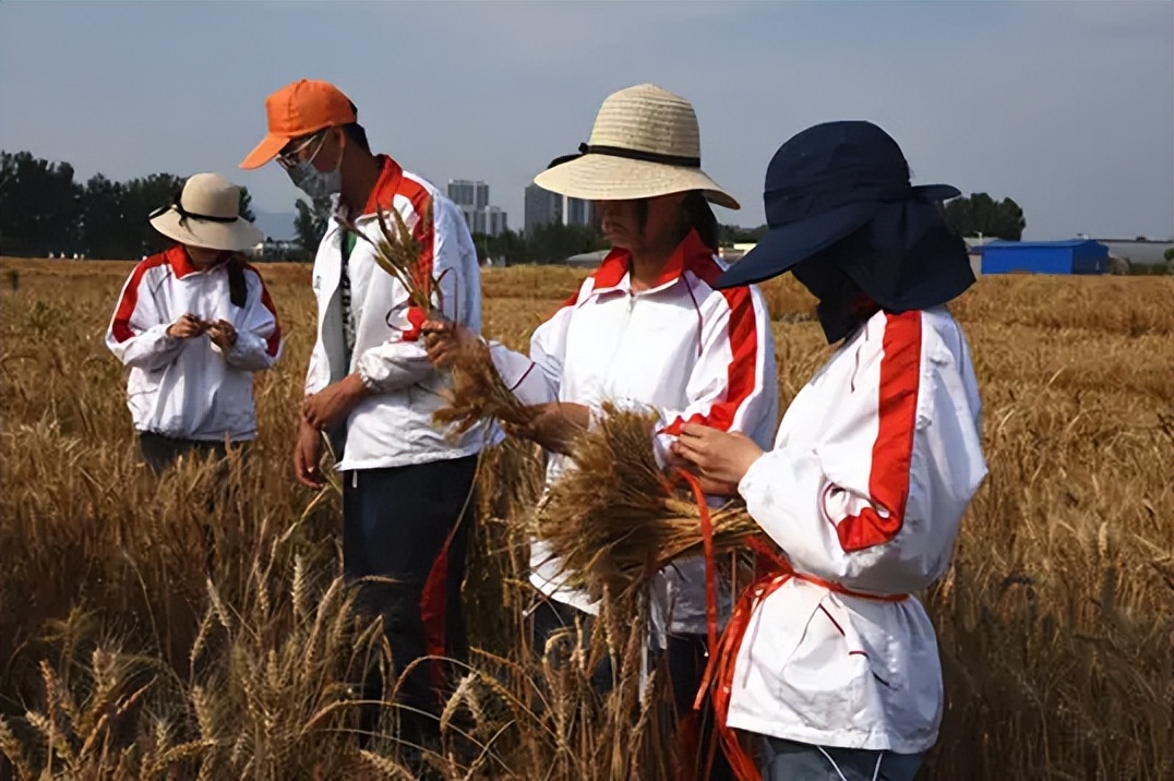 高考锦鲤556分考入上交，这志愿填的真有技术水平，差一点都不行