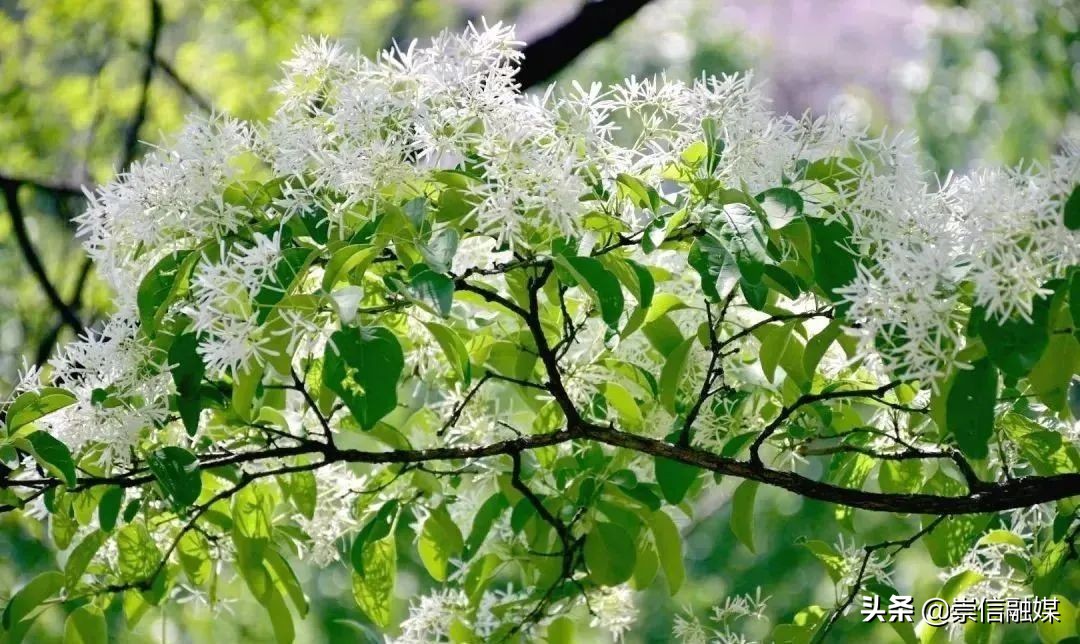 40款观花乔木,各有乾坤的开花高手