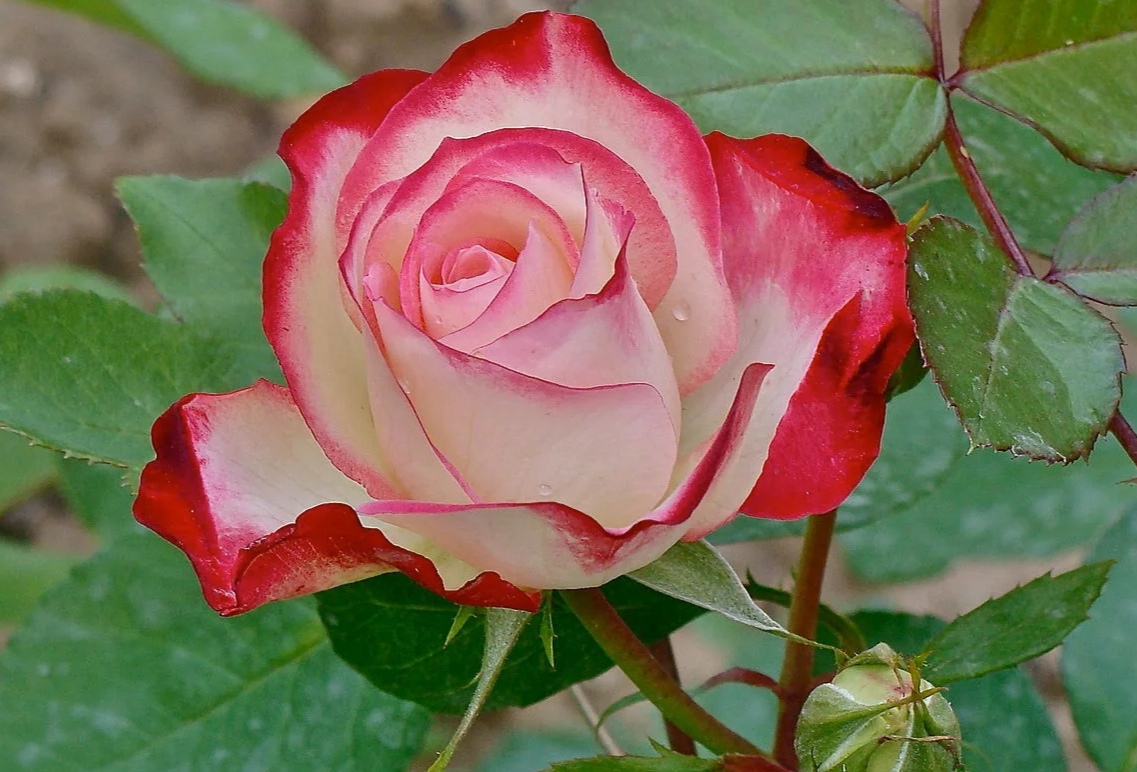 名贵月季品种(12种大花月季浓香抗性好个个都是精品)