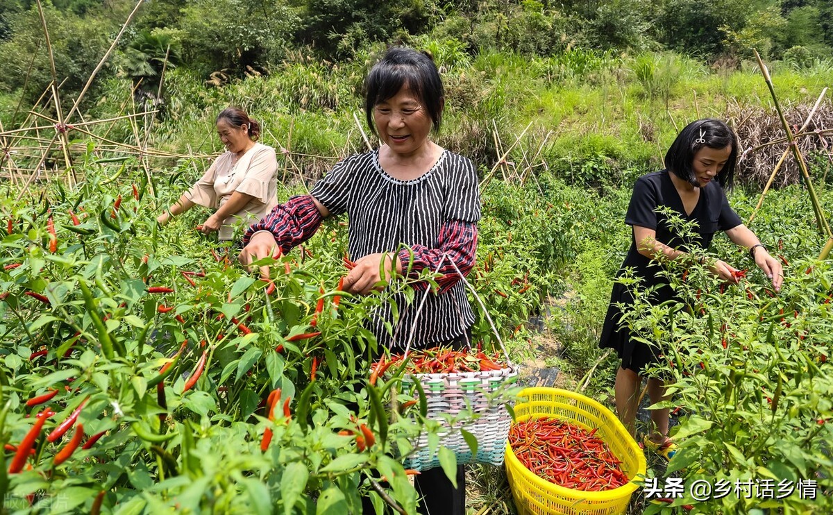 2022年种植什么蔬菜能赚钱，这几种就很好，种植容易产量还高