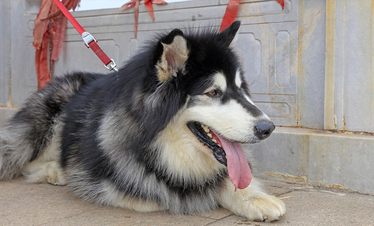 阿拉斯加犬太可爱了!但别冲动,你看完可能就不想养了