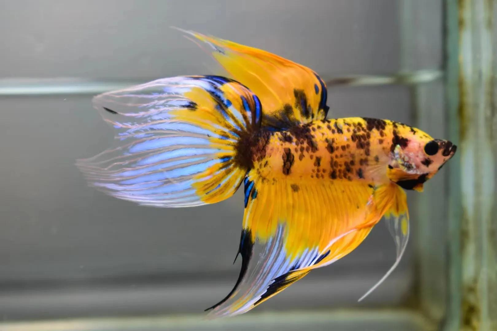 泰国斗鱼品种简介马尾斗鱼