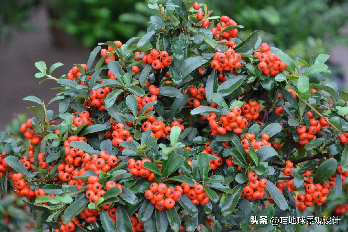 私家庭院景观设计：适合南京、合肥一带种植的常绿灌木