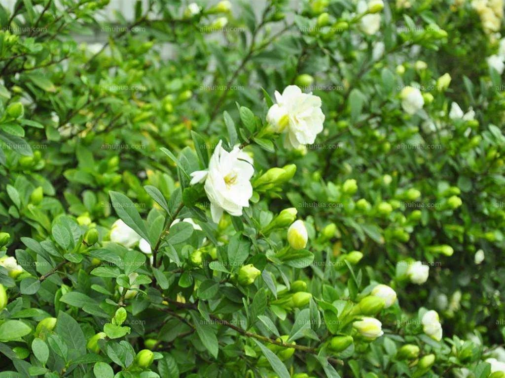 你若盛开，蝴蝶自来