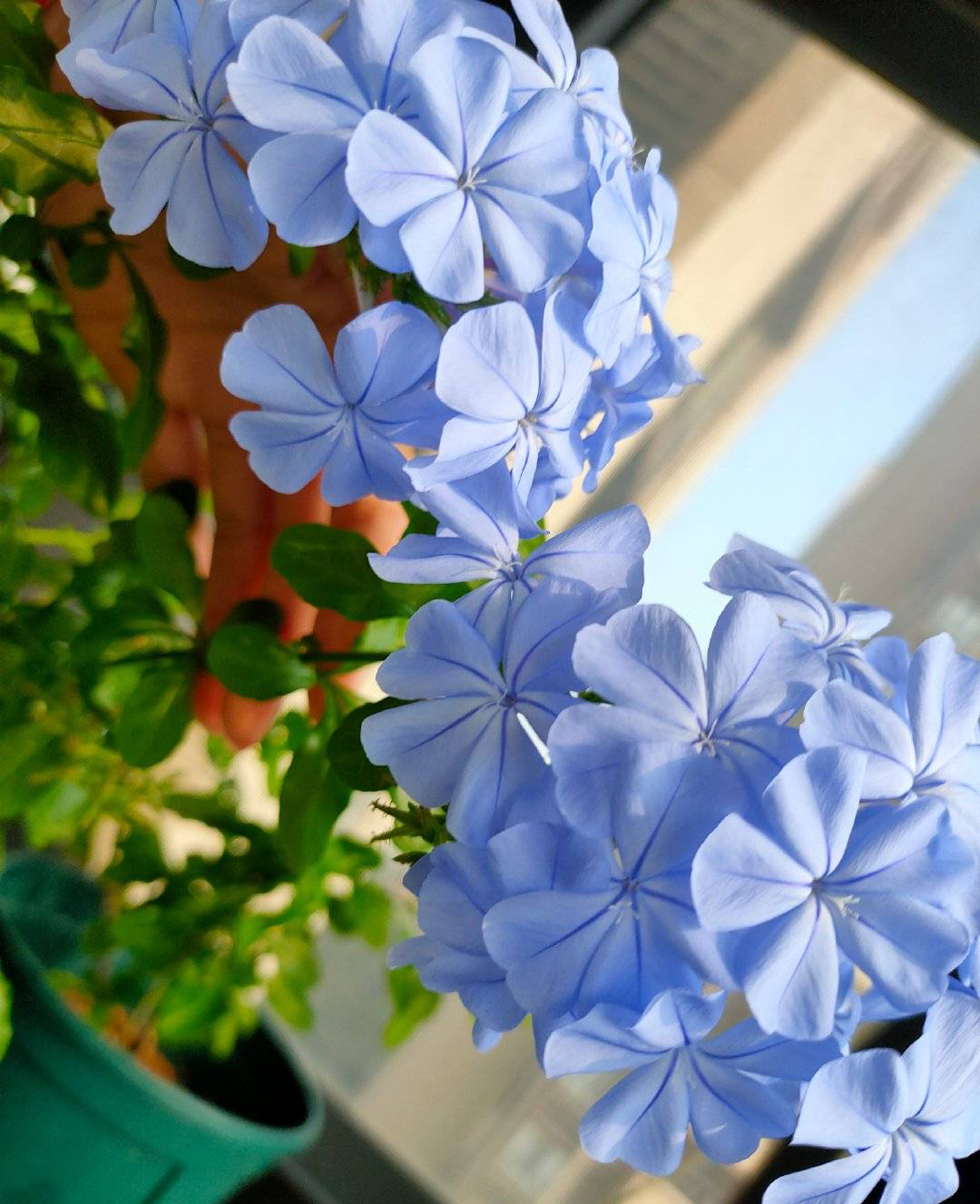 蓝雪花一年开几次花（蓝雪花的花期和养护技巧）