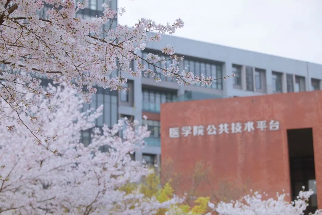 浙大樱雨，许你浪漫春光！每一张都可以做壁纸