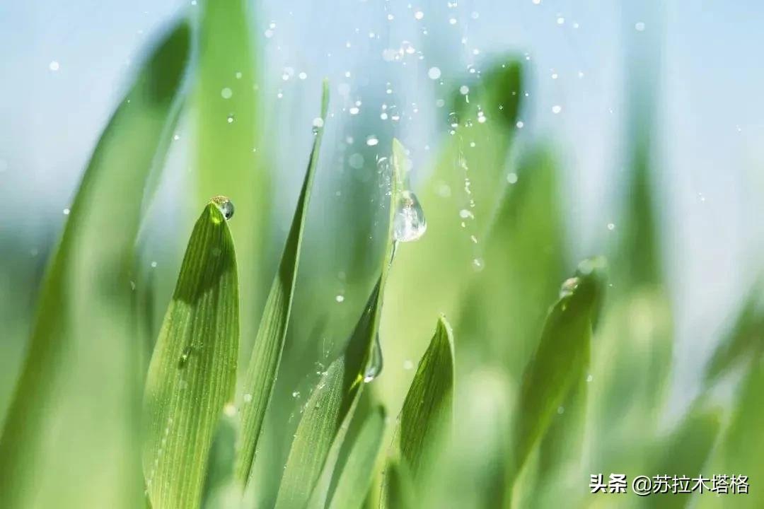 这才是诗歌嘛！六首雨水诗，每一首都令人极其喜爱