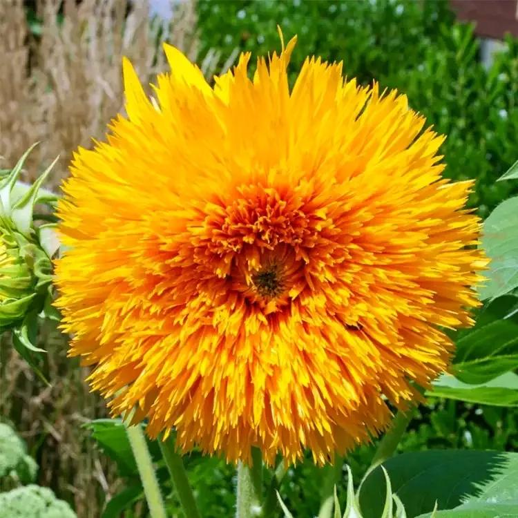 花朵美图｜温柔甜美的初吻、大丽花、耧斗菜花朵合集160张