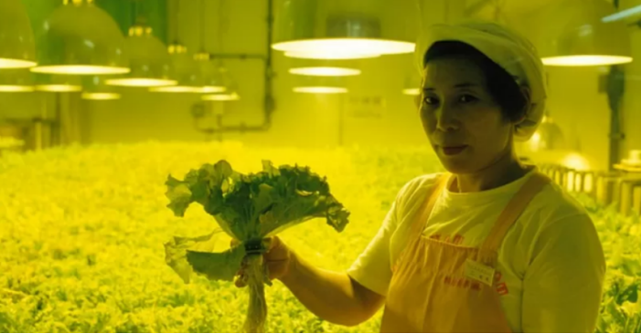 全球面临50年来最严重的“粮食危机”，谁来养活中国？