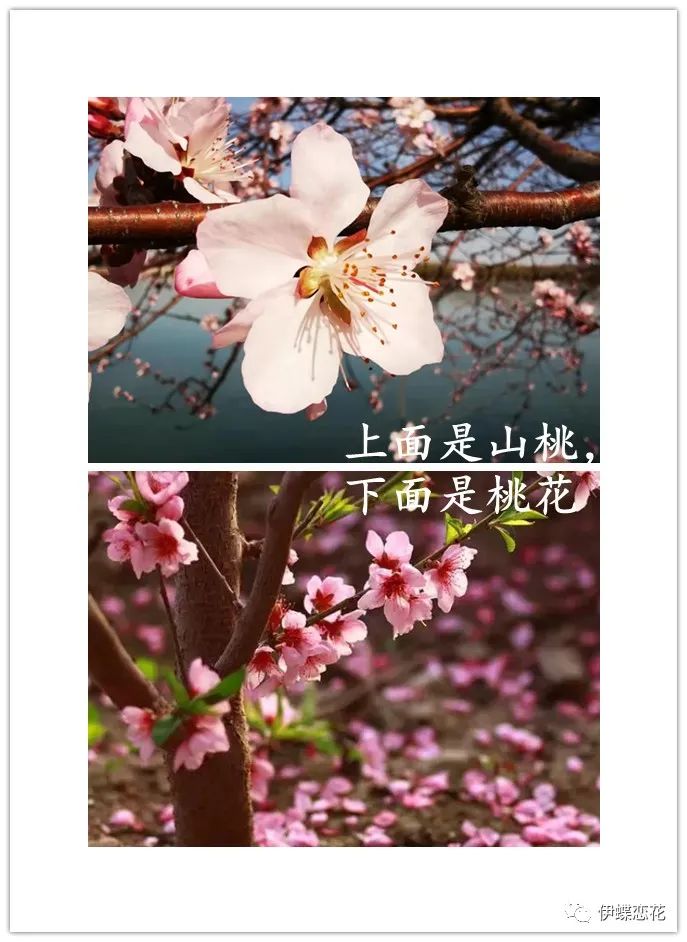 山桃花和桃花有什么区别（教你从四方面区分山桃花和桃花）