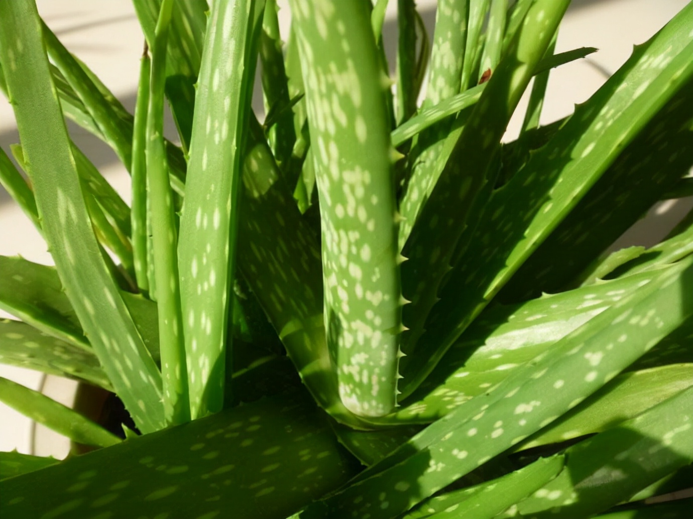 中国芦荟的功效和作用(养上一盆芦荟好看好养好处多)