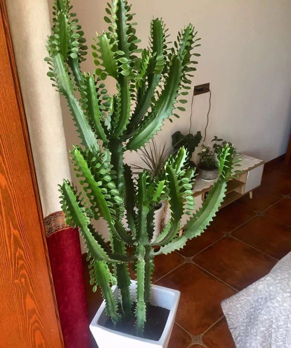 镇宅的花卉绿植有哪些（三种镇宅花一养旺家好运来）
