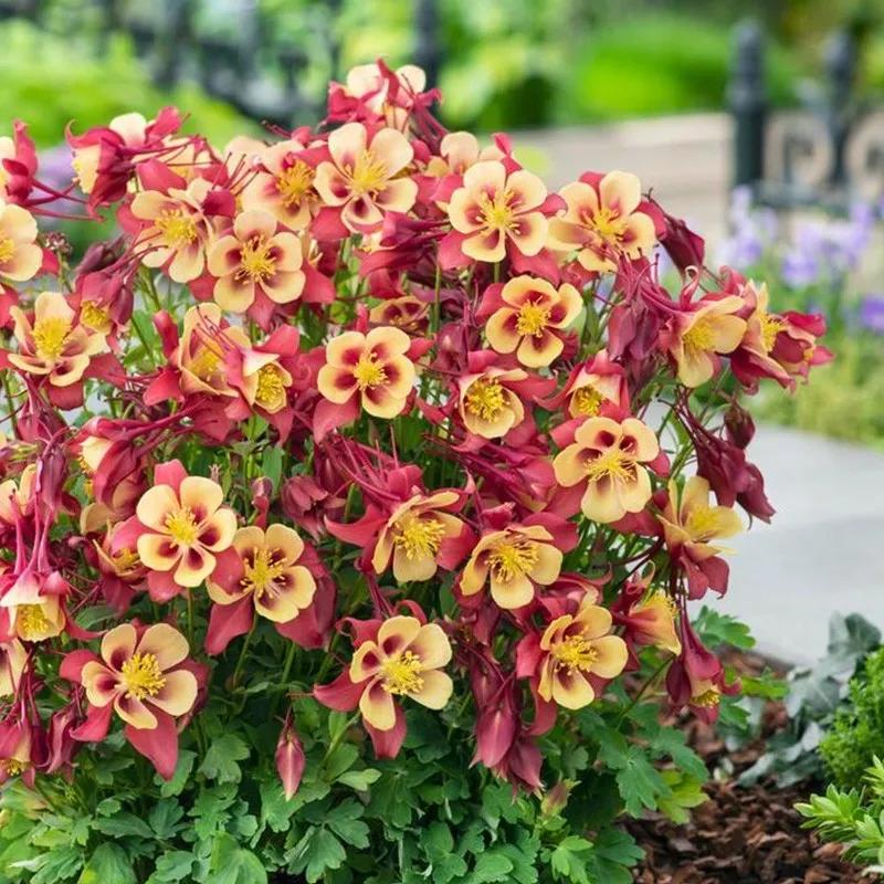 花朵美图｜温柔甜美的初吻、大丽花、耧斗菜花朵合集160张