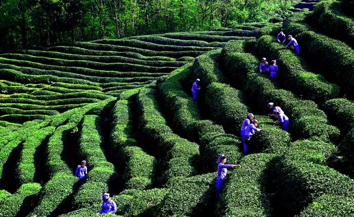 官宣！漢中市茶旅融合精品線路發(fā)布