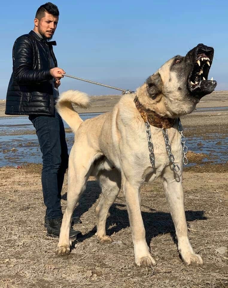 坎高犬价格多少钱一只图片