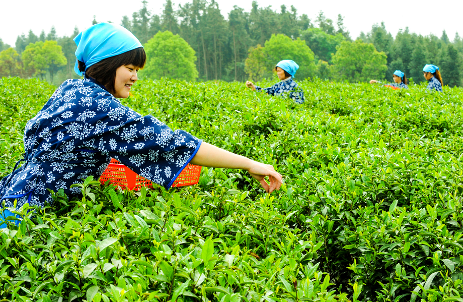 有一种美，叫茶园风光无限